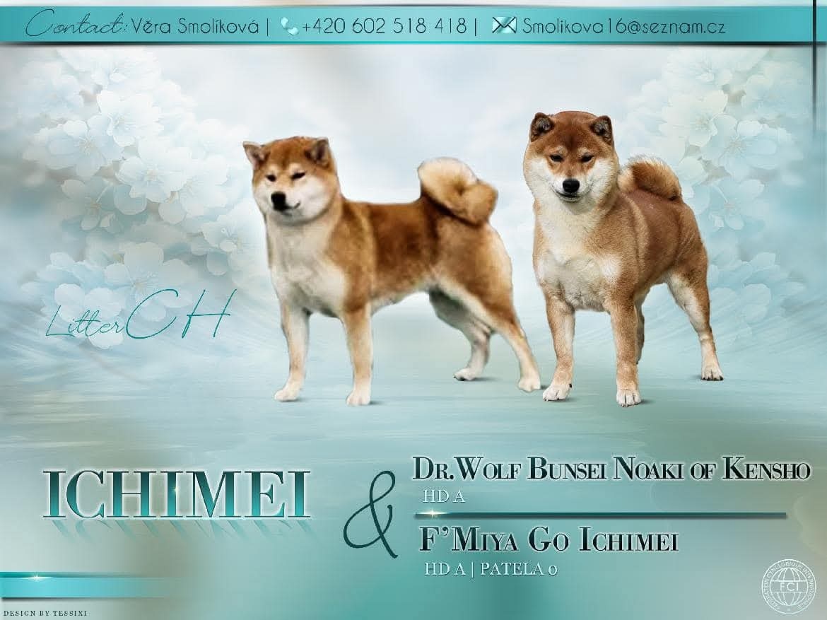 Shiba inu