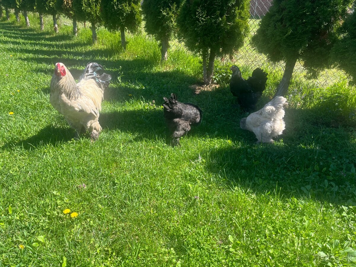 Brahmanky a indické bežce , velsumky