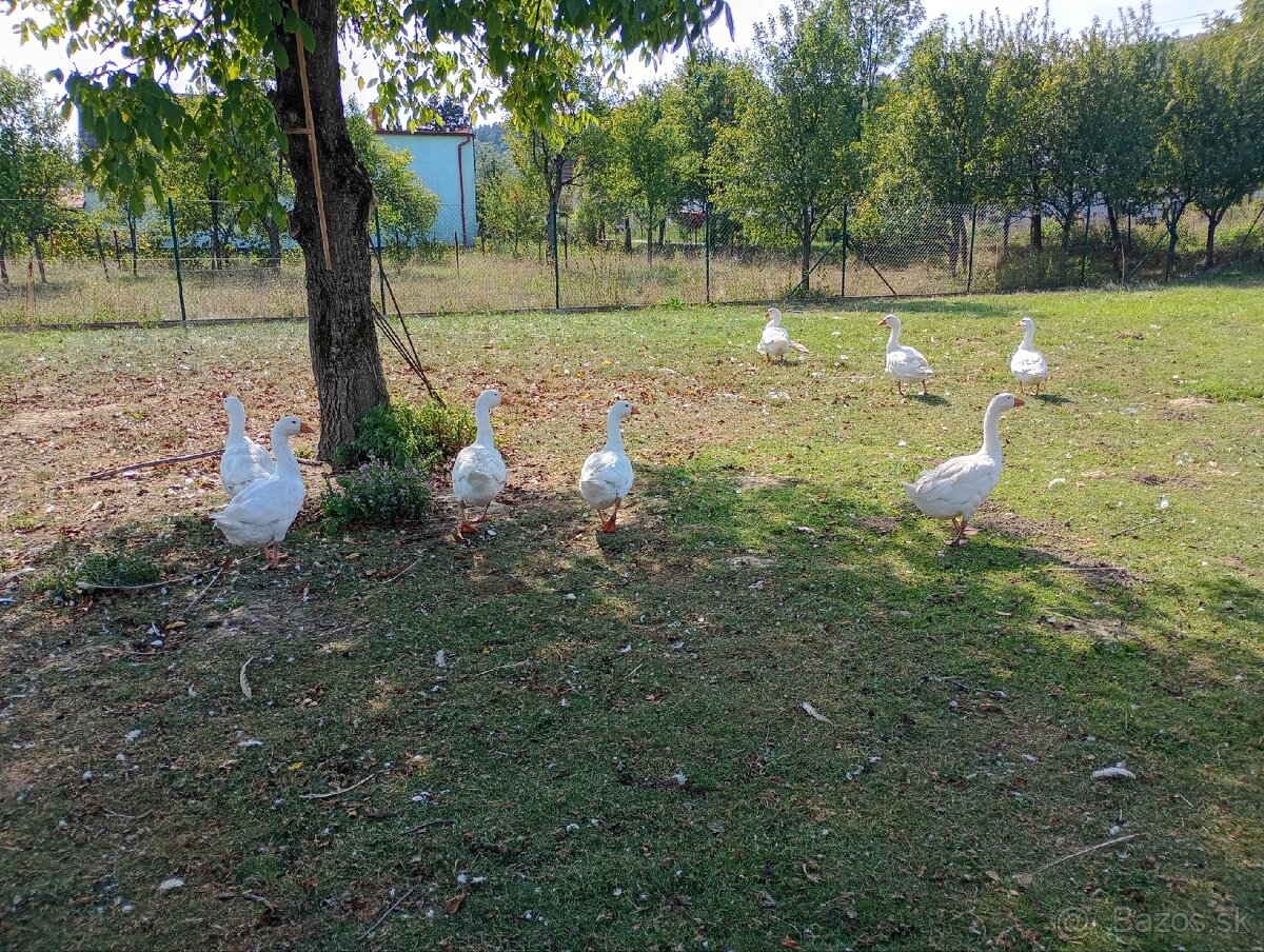 Slovenská biela hus