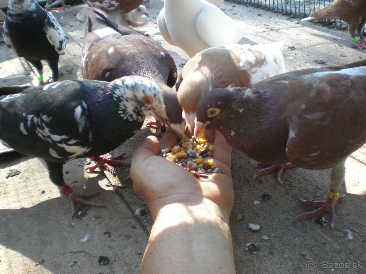 Predám poštové holuby Meulemans