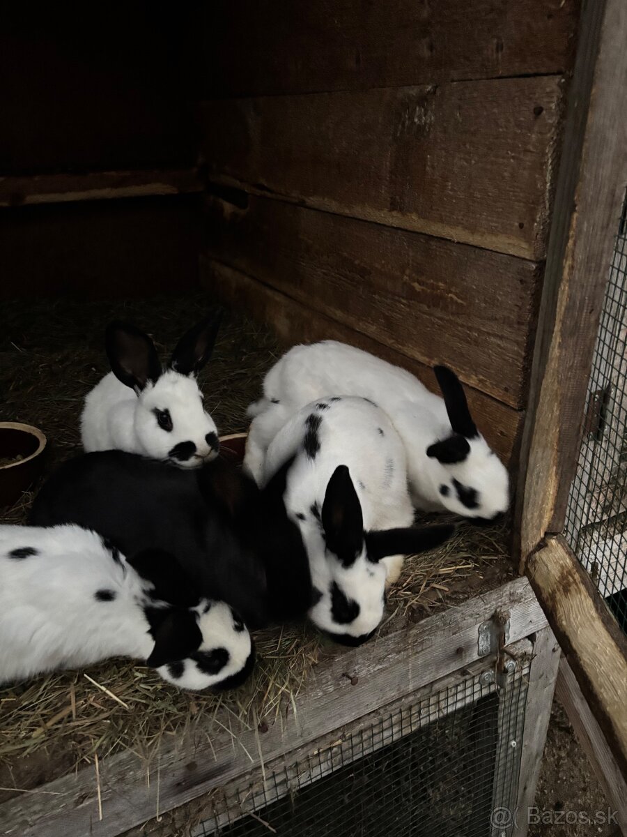 Predam česky strakac