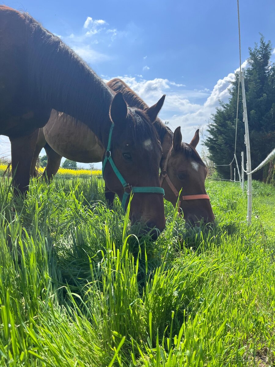 Valach A1/1 polovičný prenájom