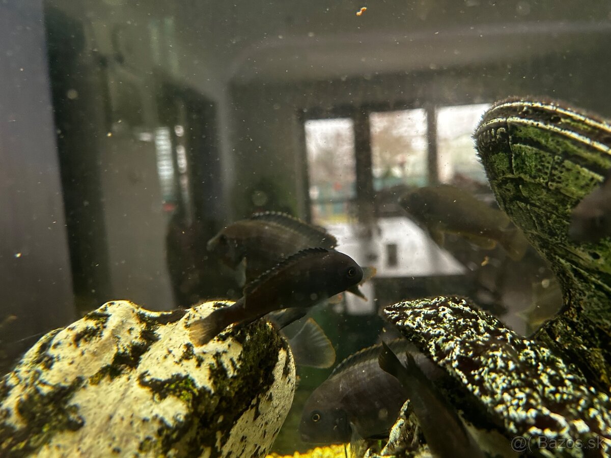 Cichlidi hnedé africké