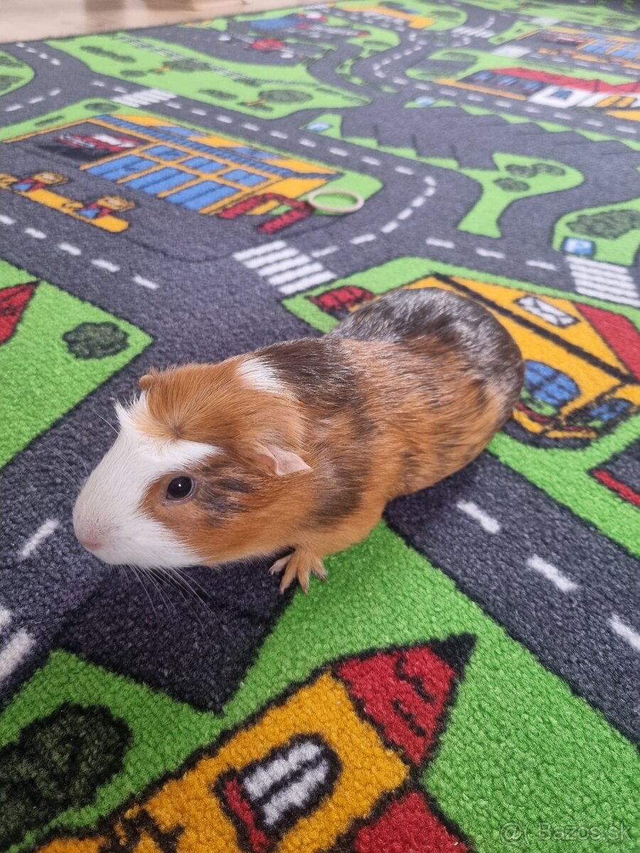 Darujem morské prasiatko-morca