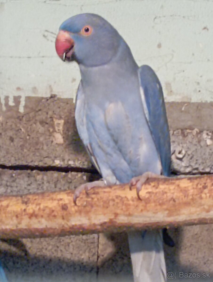 Alexander