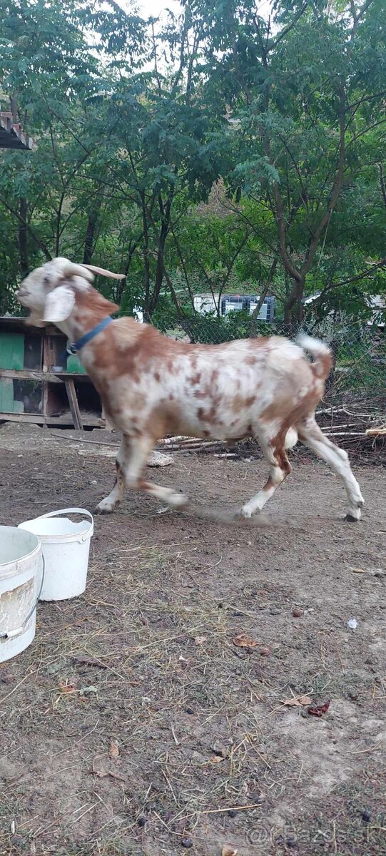 Capko