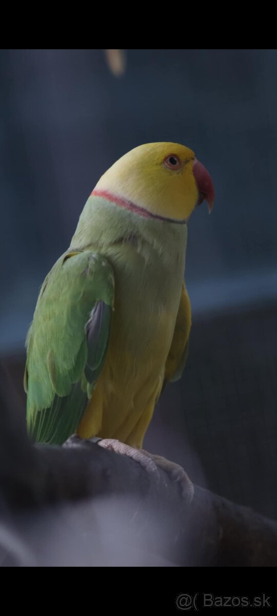 Alexander