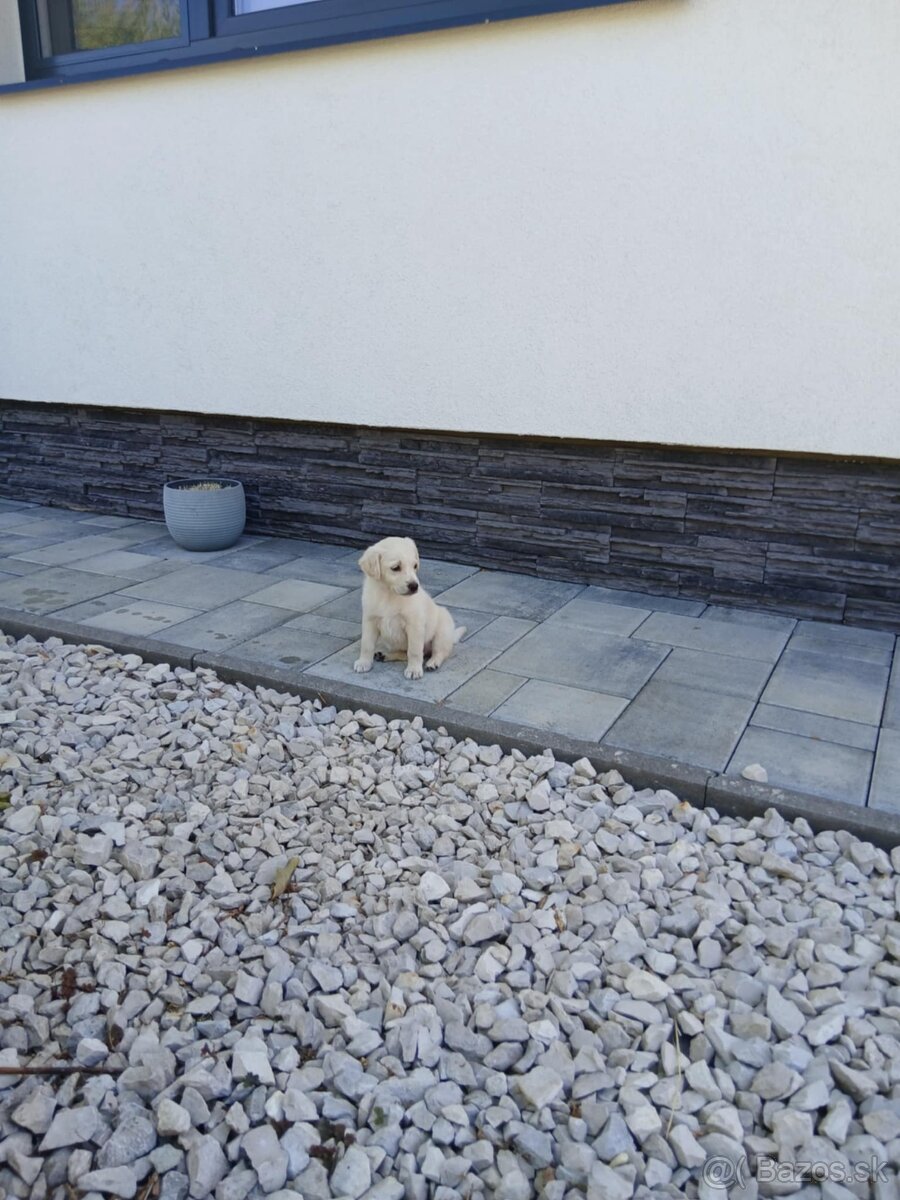 Predam steniatko labradora