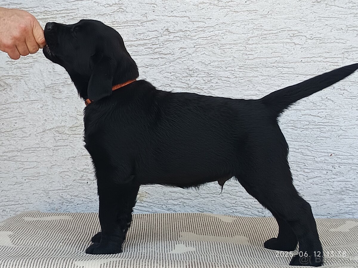 Labrador Retriever s PP