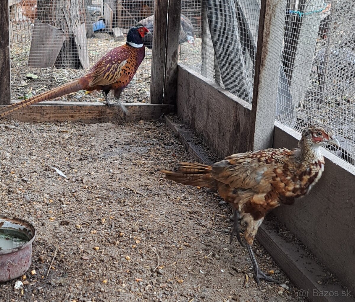 Kohut bažanta poľného