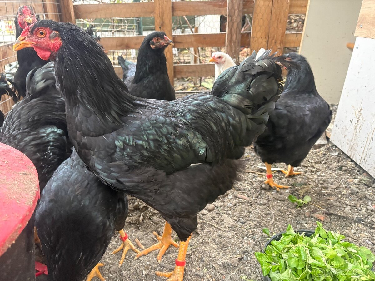 Orávka čierna - Slovenské národné plemeno