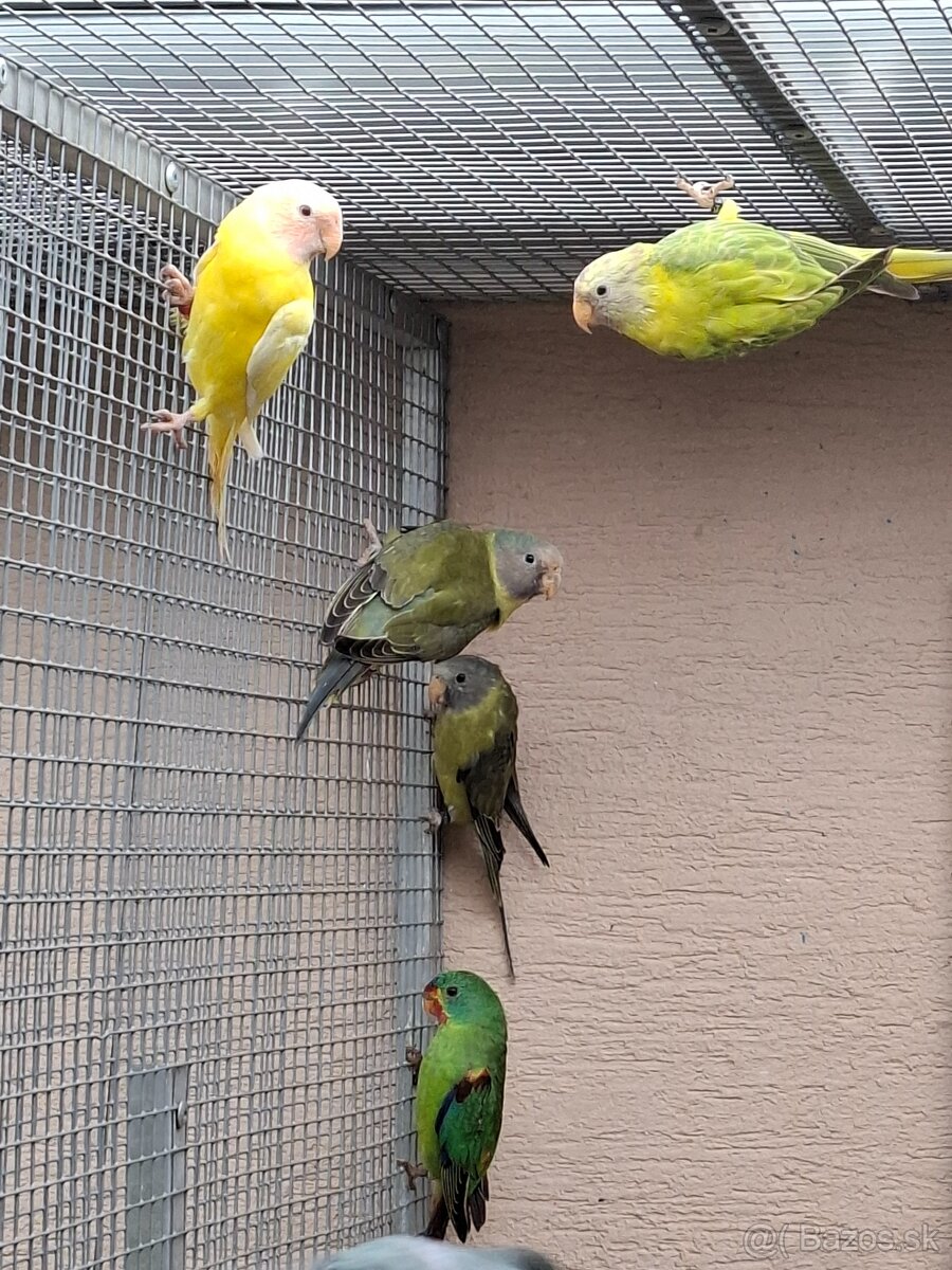 Alexander červenohlavý