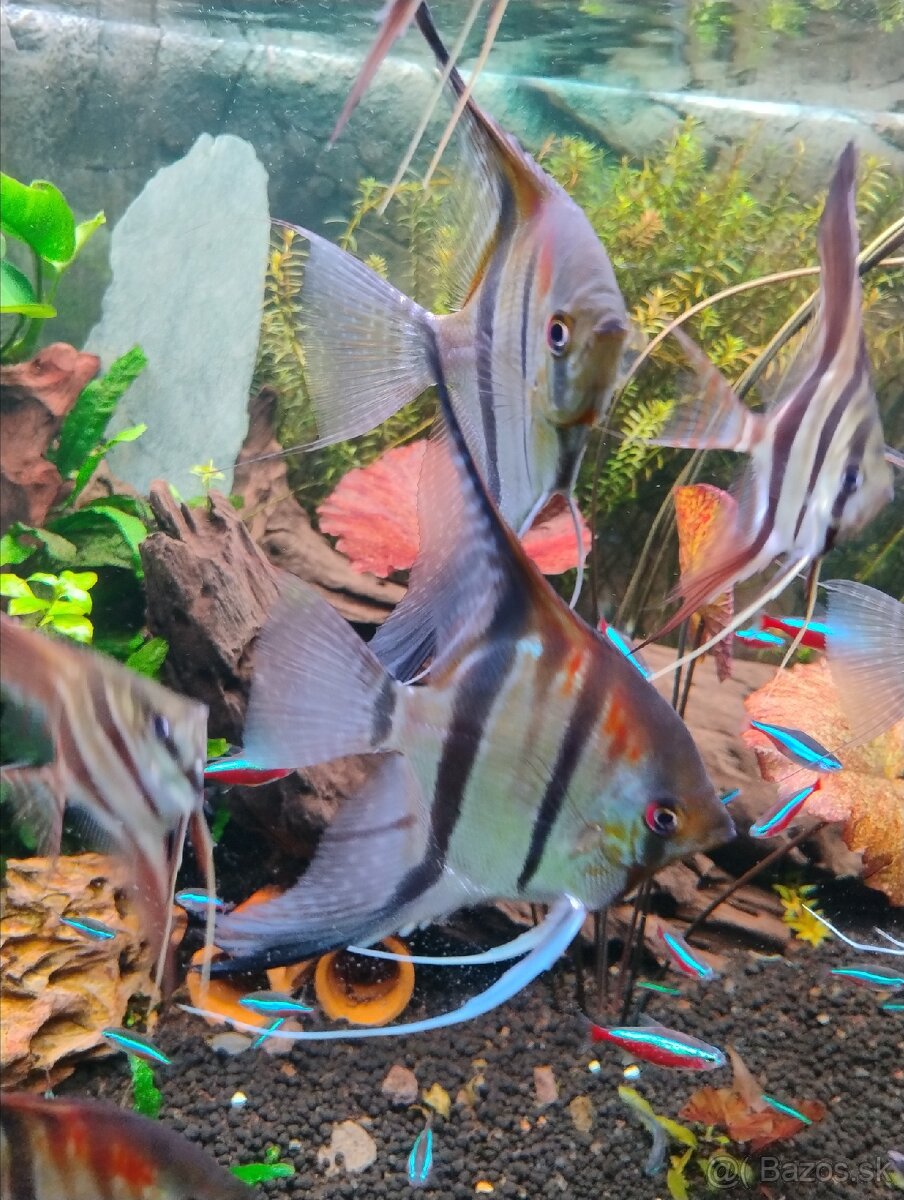 Skalare manacapuru red back 7ks