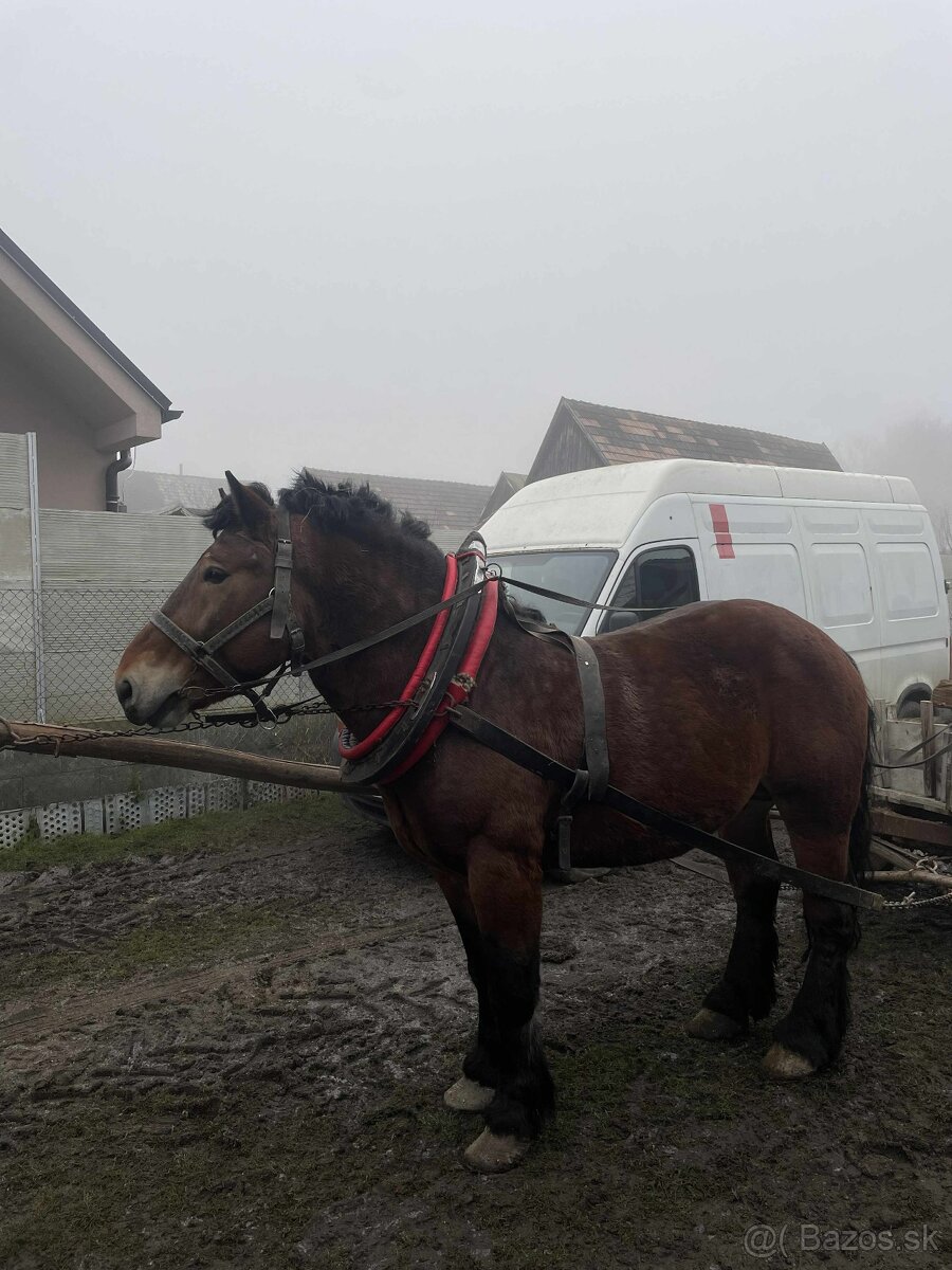 Predám ťažného žrebca