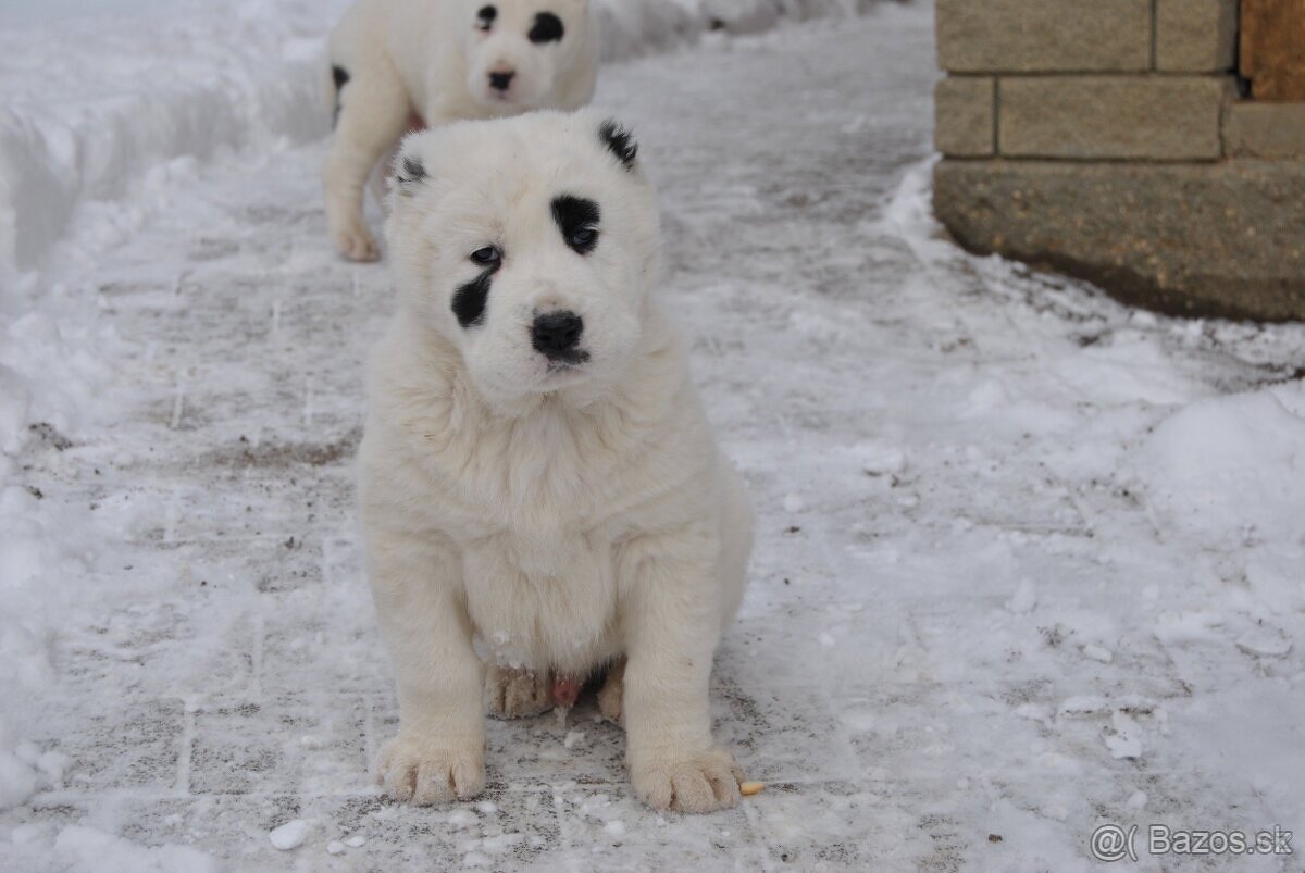 Stredoázijský ovčiak