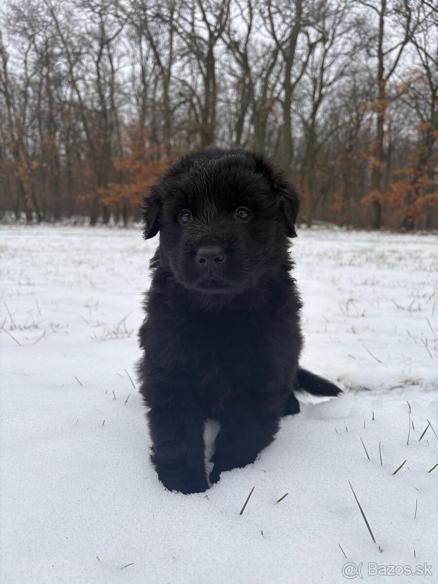 Nemecký ovčiak s PP