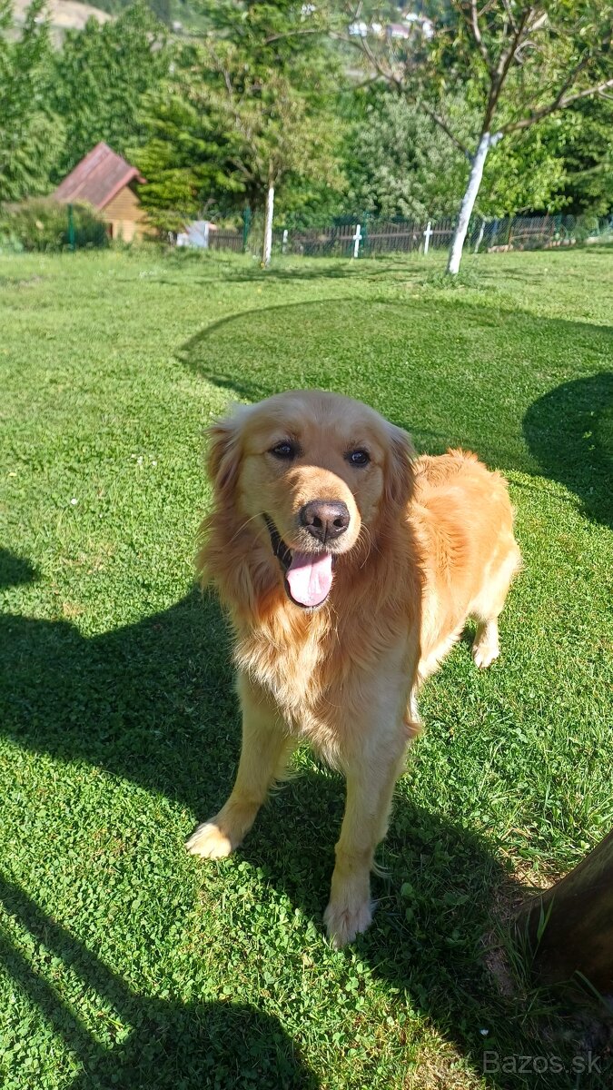 Zlaty retriever