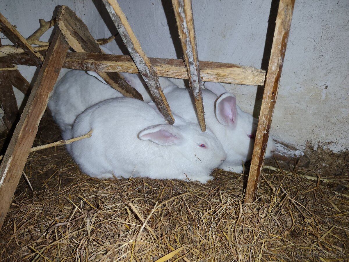 Králiky Hyla