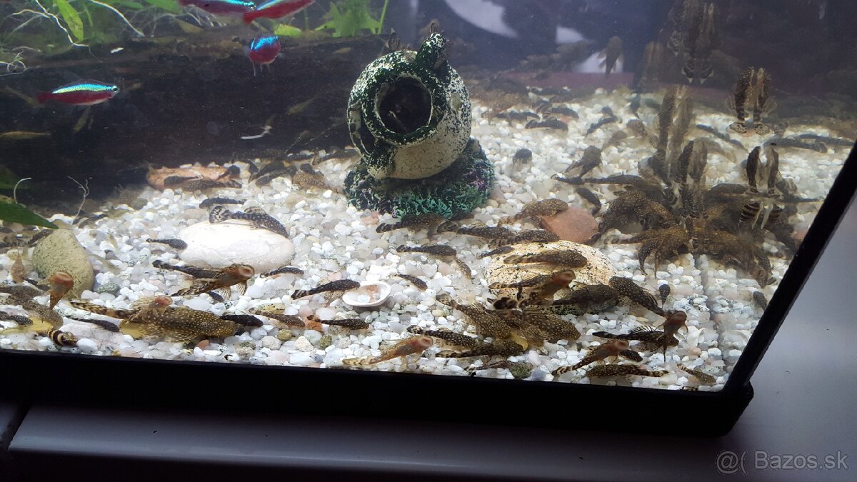 Predám prísavníkov 3cm+