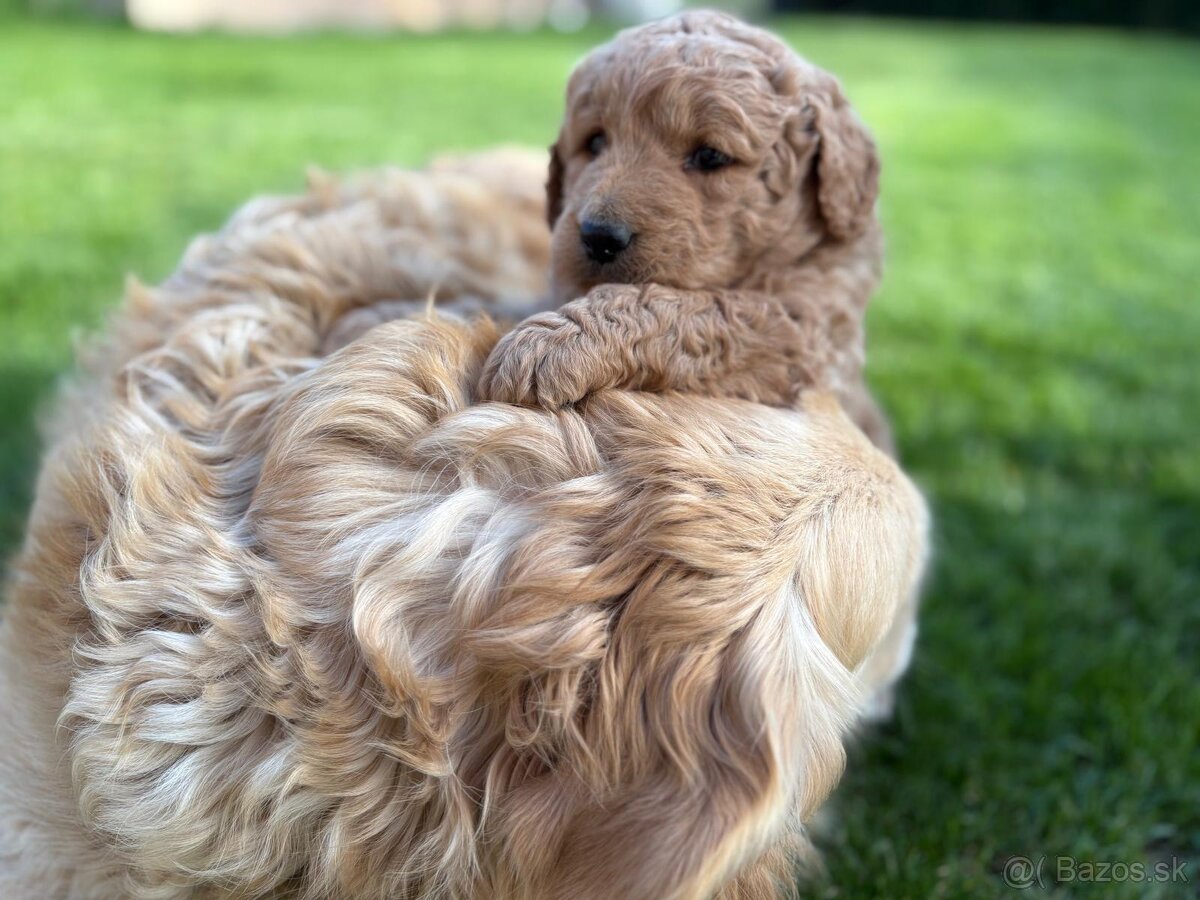 Goldendoodle