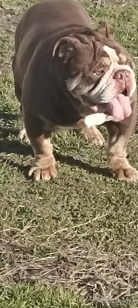 Anglicky buldog