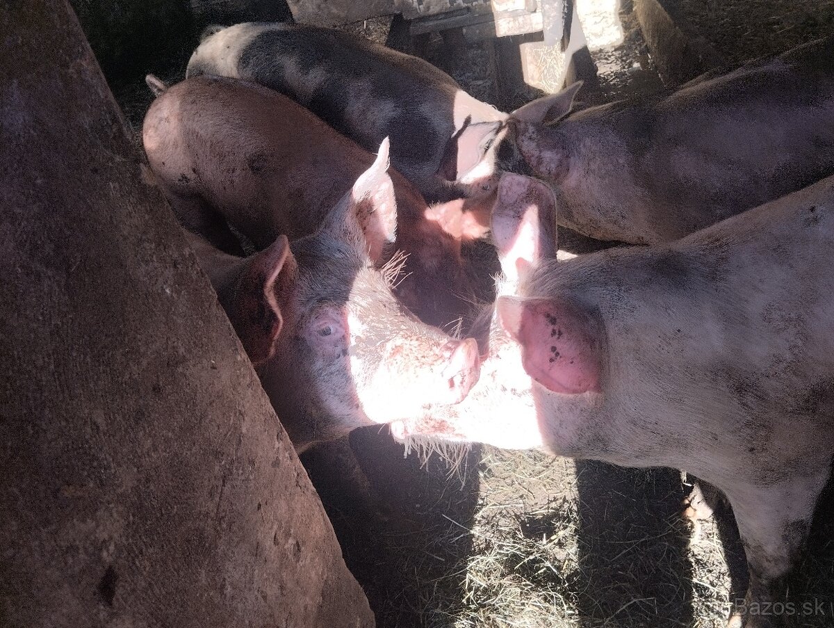 Predám prasatá 50 -80 kg po 3 eura kilo