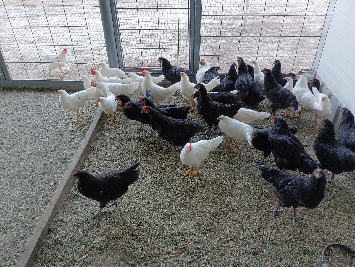 Leghorn a Australorp kohút