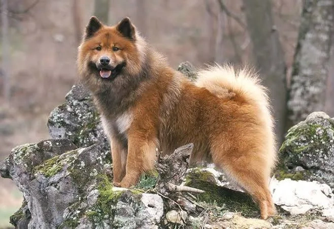Kúpim Eurasier