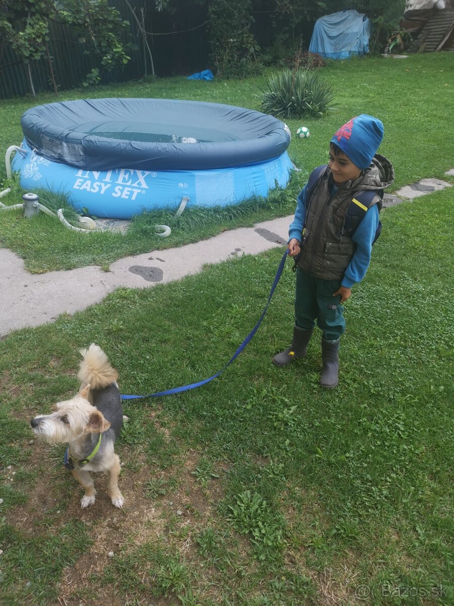 Darujeme koli vaznym rodinnym dovodom do dobrych ruk psika
