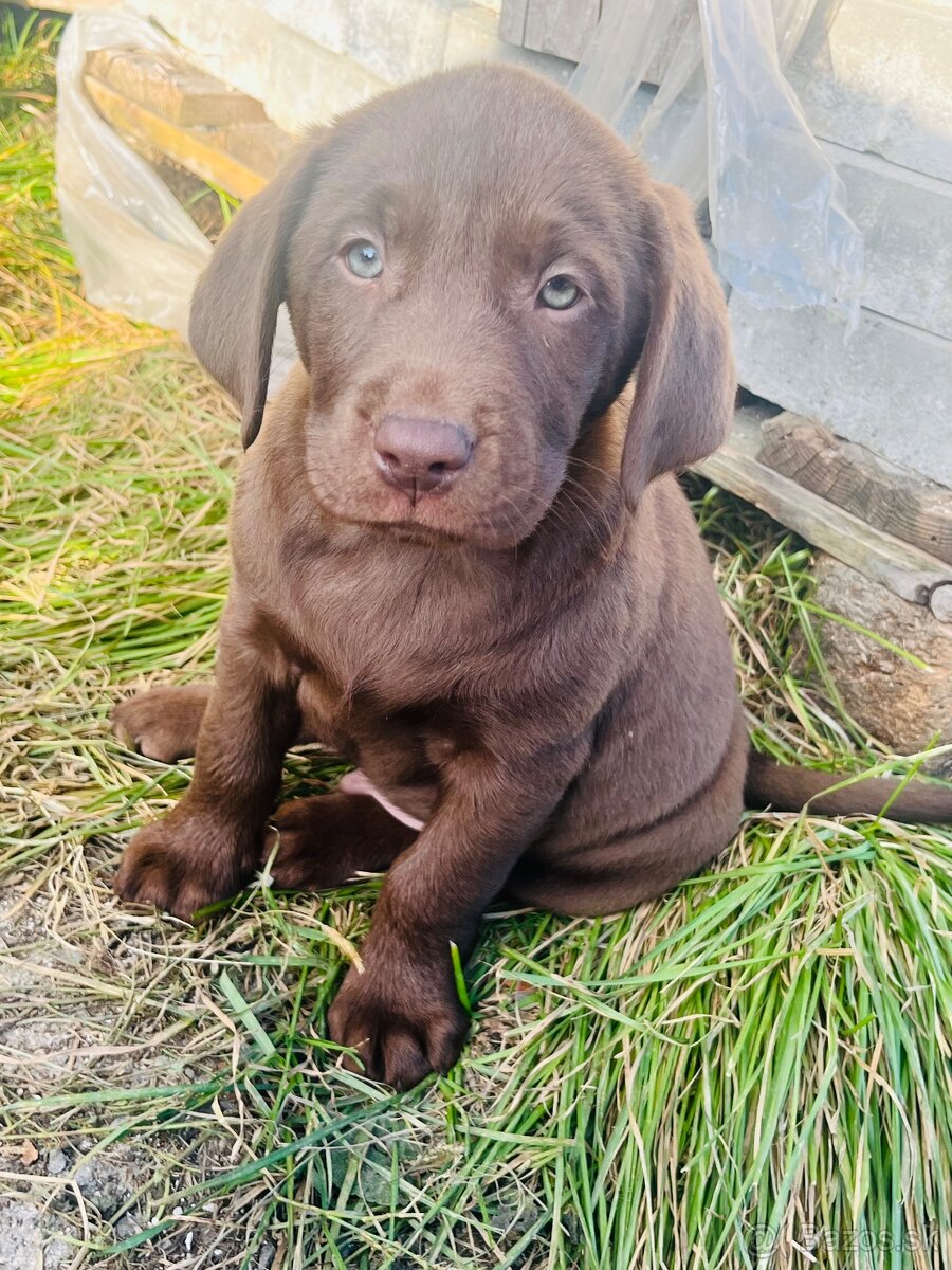 Labrador šteniatka