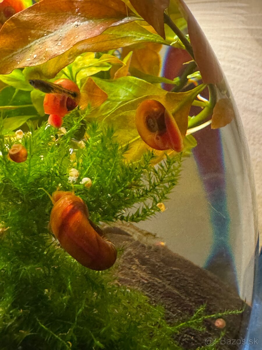 🐌 Predám akváriové slimáky – Levatky ,kotulky ,Vezovky