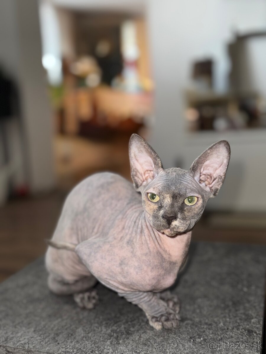 Sphynx mačička bez PP