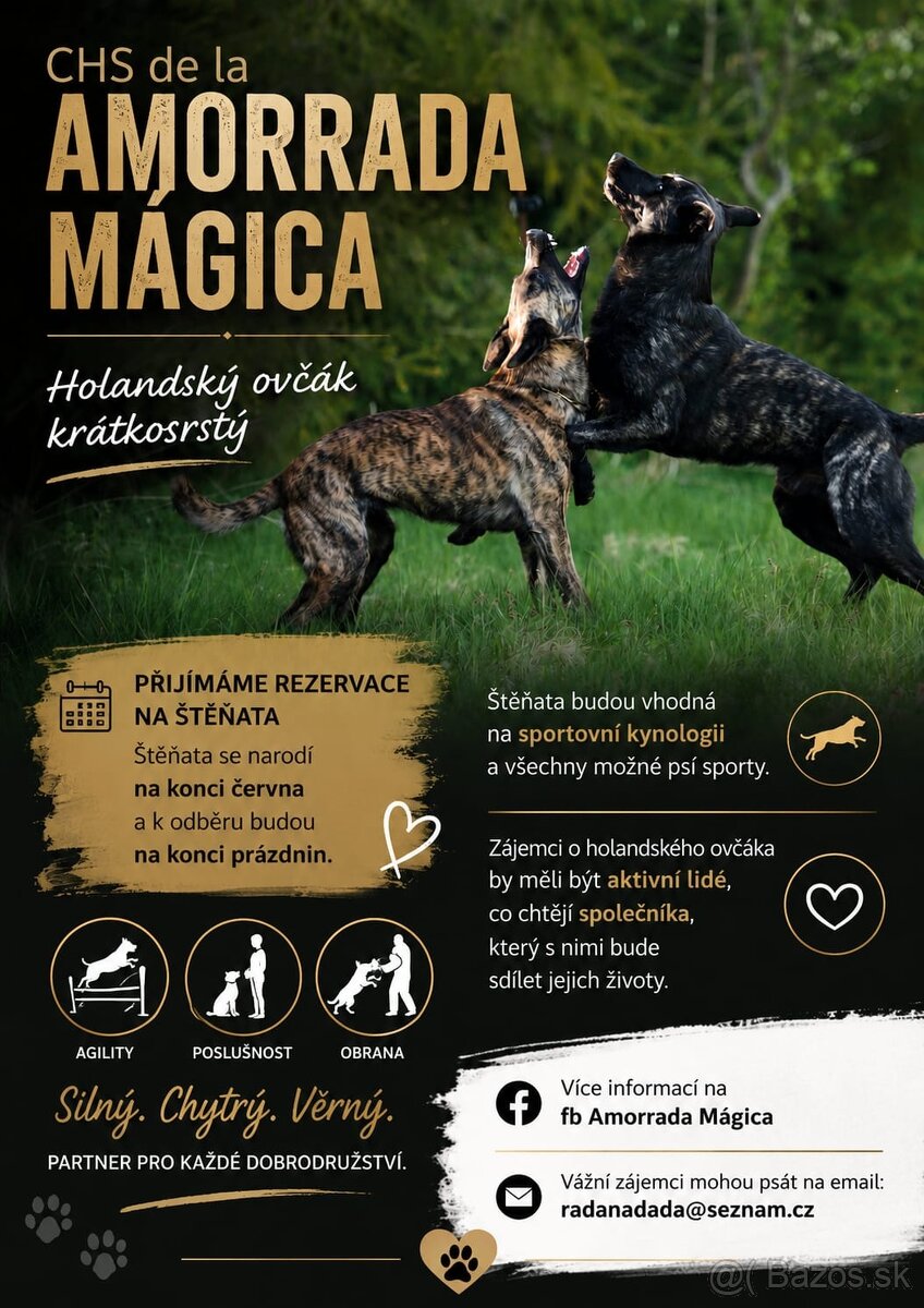 Holandský ovčiak.