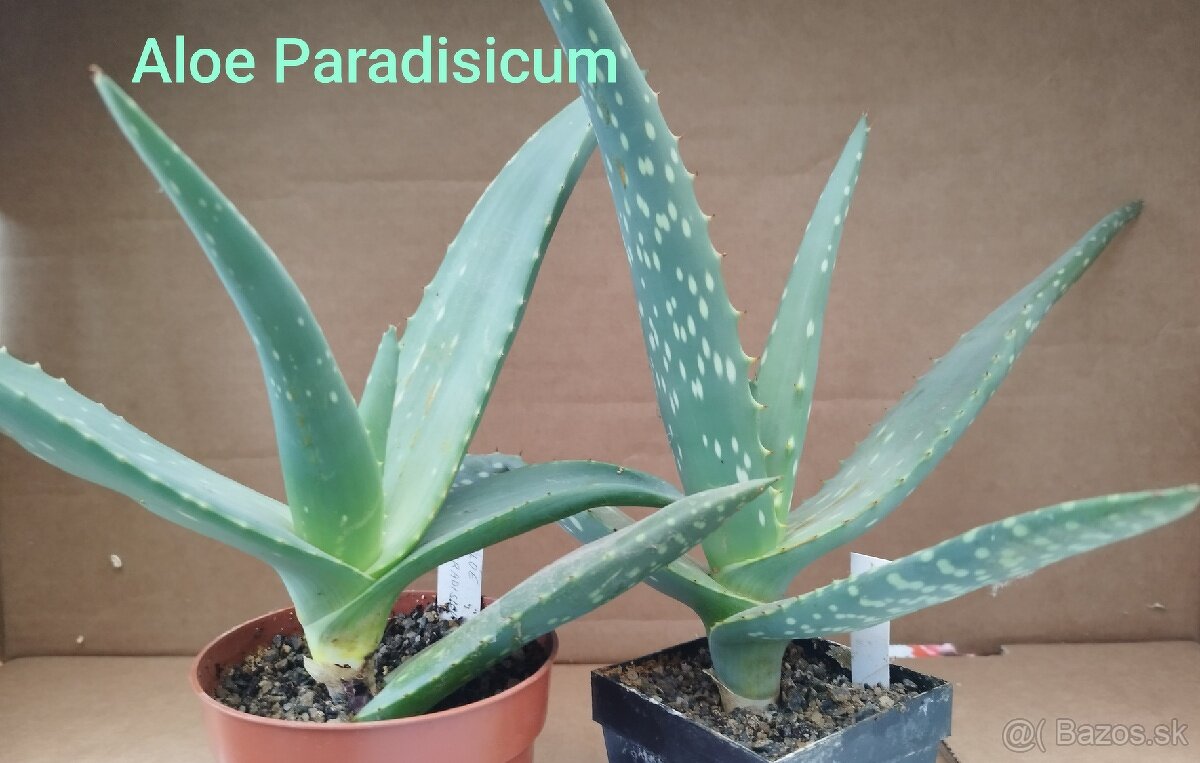 Aloe Paradisicum - sukulent