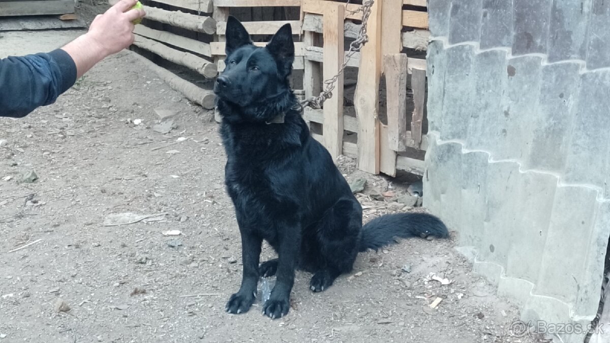 Nemecký ovčiak
