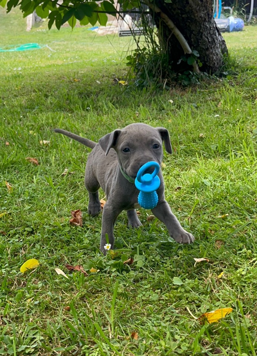 Americký stafordšírsky teriér - Amstaff