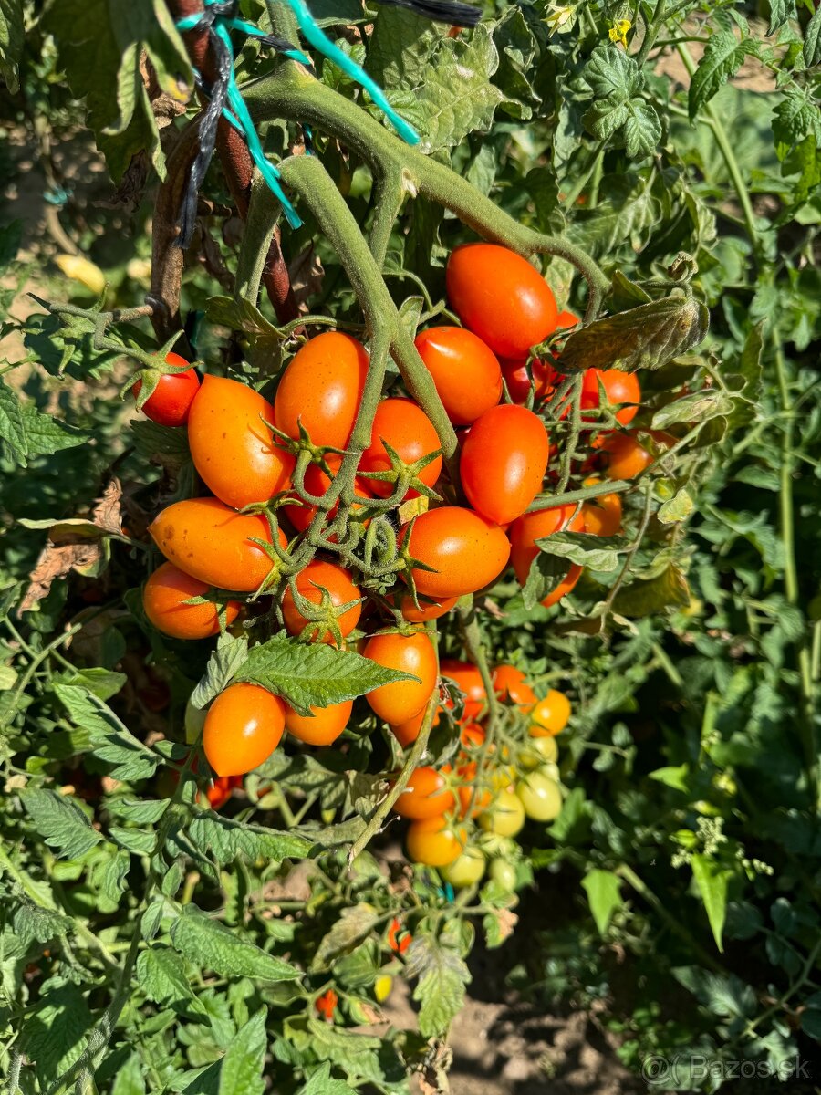 Skvelá Príležitosť.Záhradka v obci Modranka.