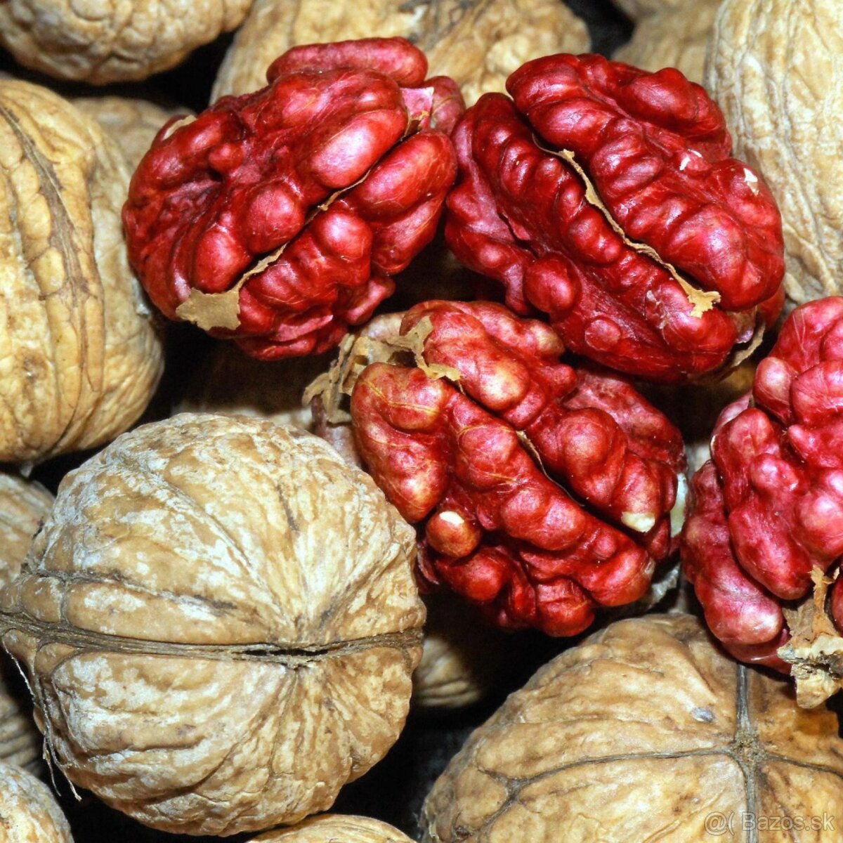 Červený kráľovský orech Bischop - Stromčeky.