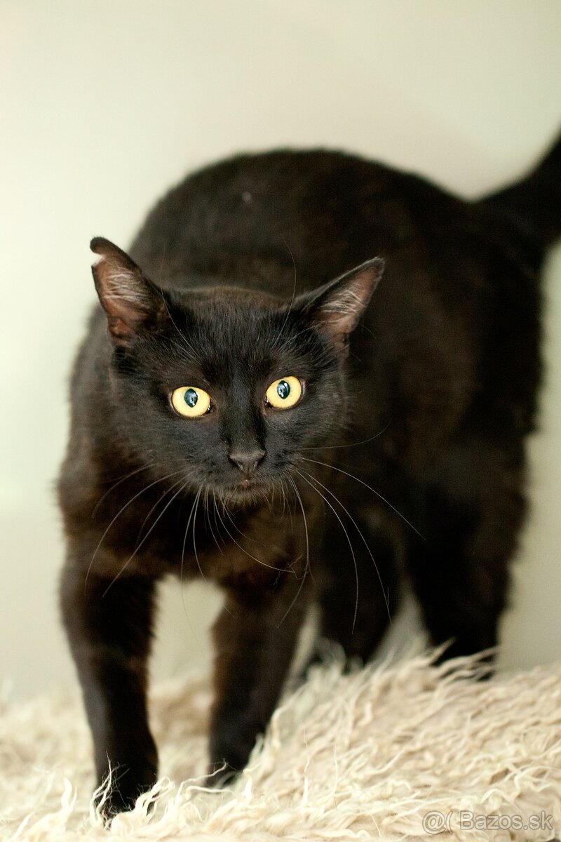 ❤ Moryana - dôverčivá, dobrá a pokojná