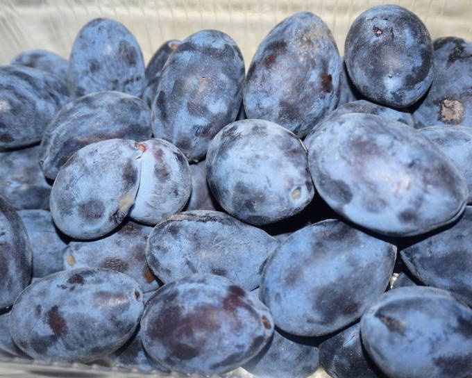 Predám slivky na kvas