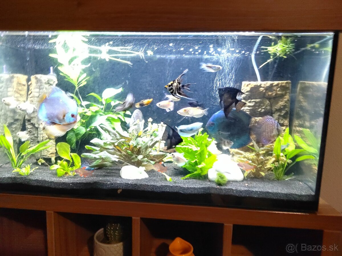 Predám súrne diskusi plus. Iné spoločenské ryby.