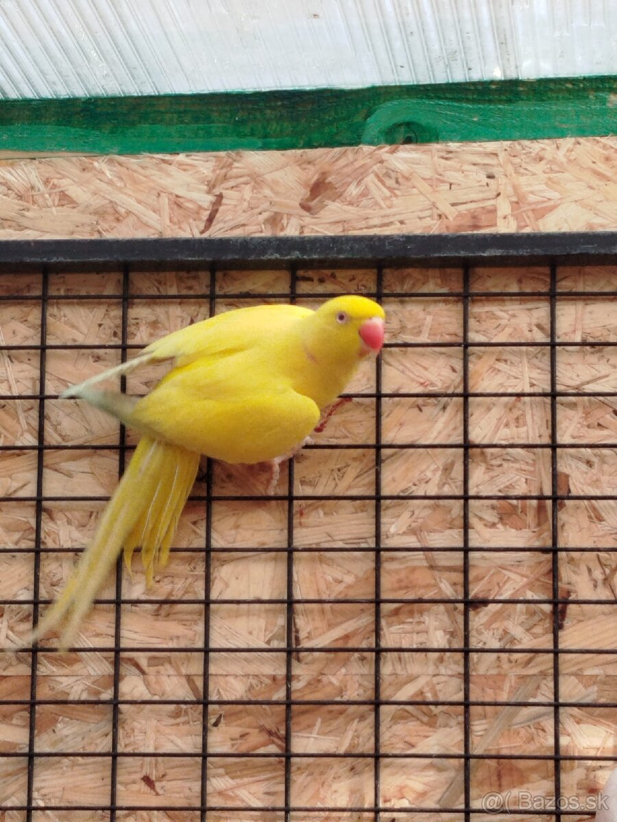 Vymením Samca za Samičku