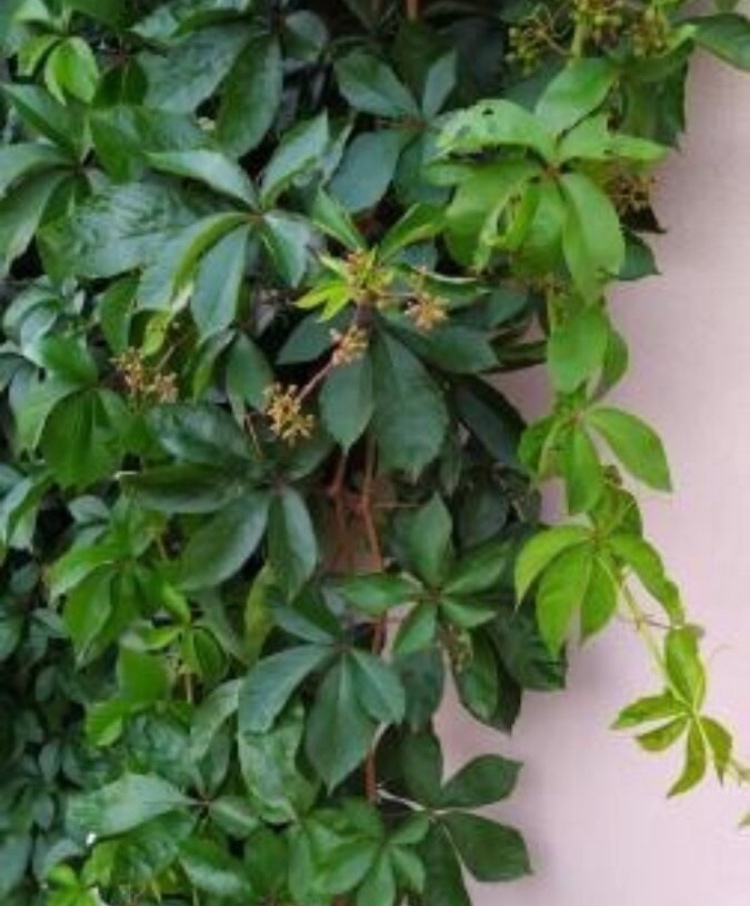 Pavinic patlalocny sadenice na predaj