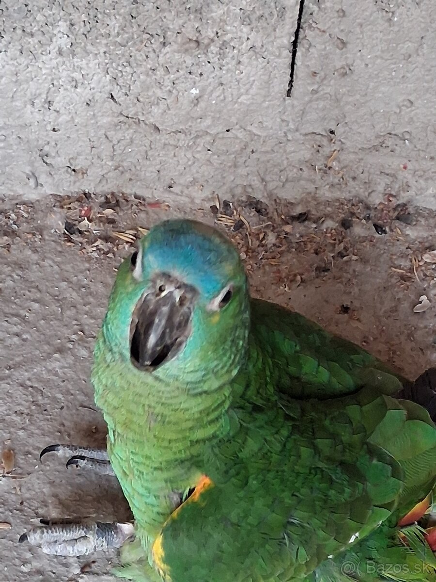 Amazoňan modročelý