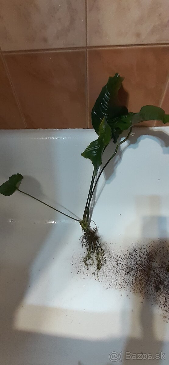 Anubias