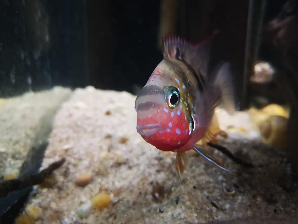 Thorichthys panchovillai F2 Rio Junapan