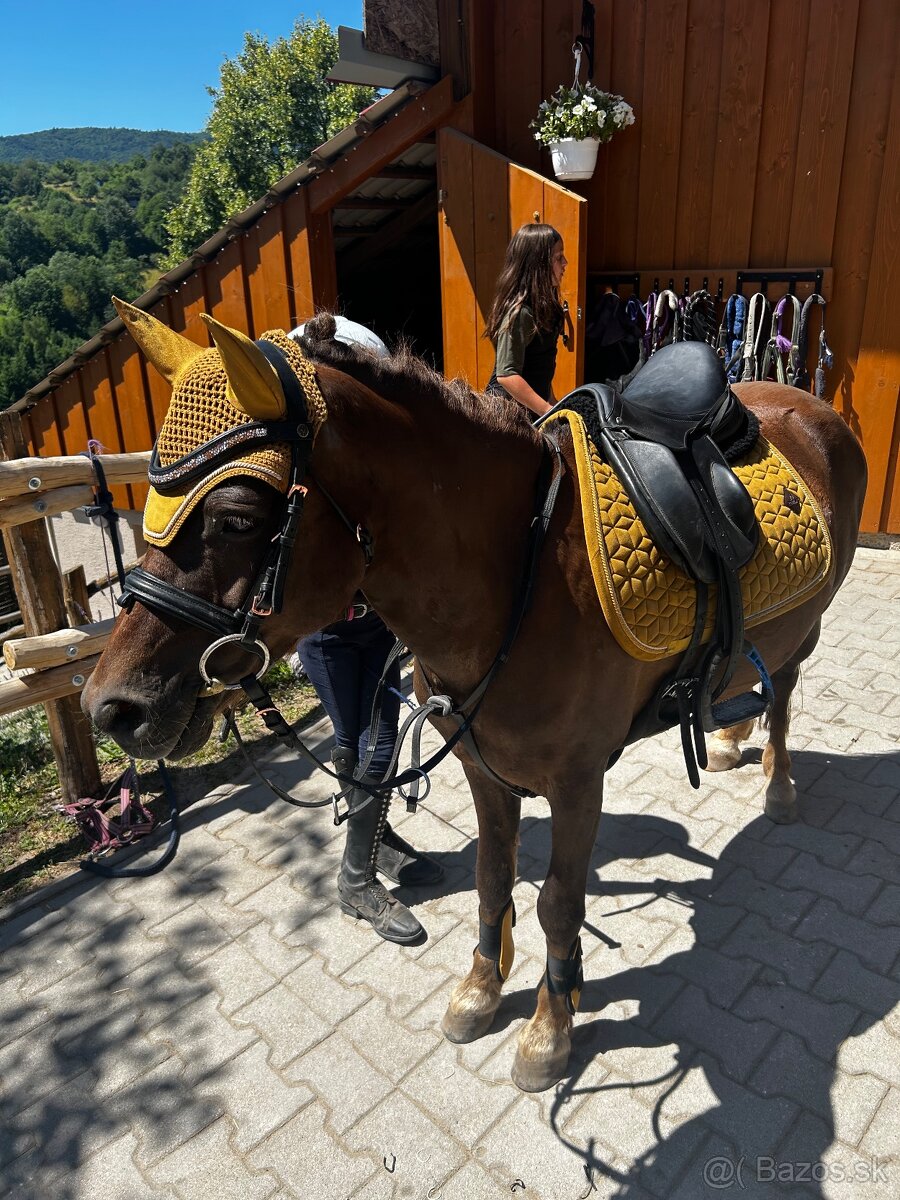 Predam sikovneho pony