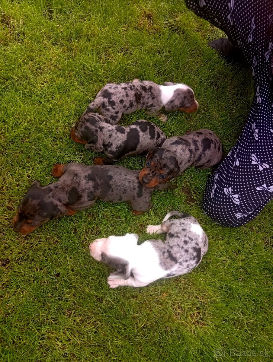 Predám merle jazvečíky