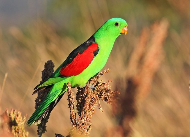 papagaj cervenokridly