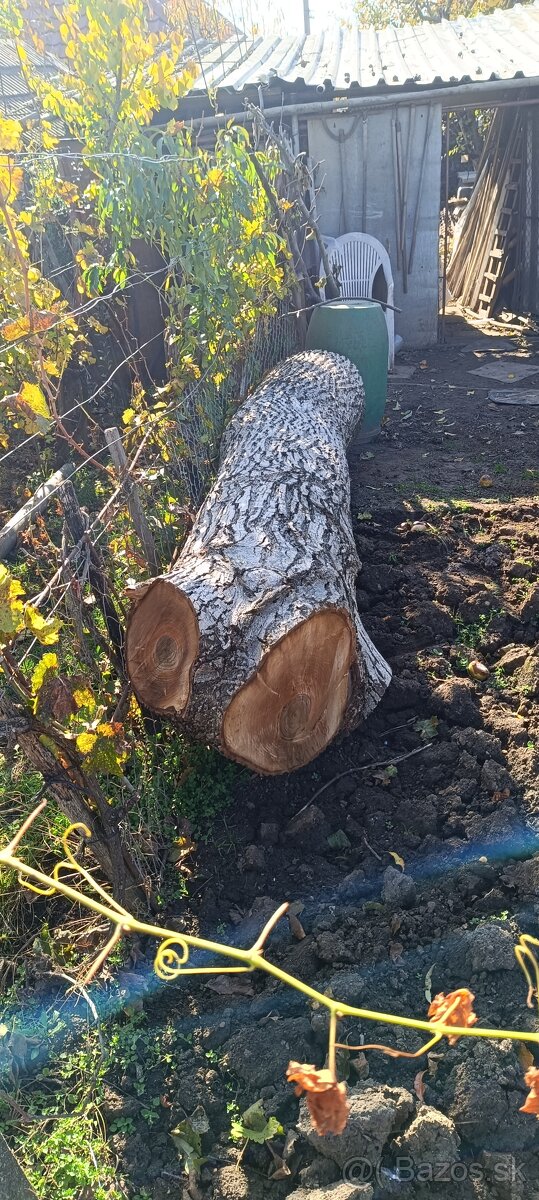 Predam orechovy kmen